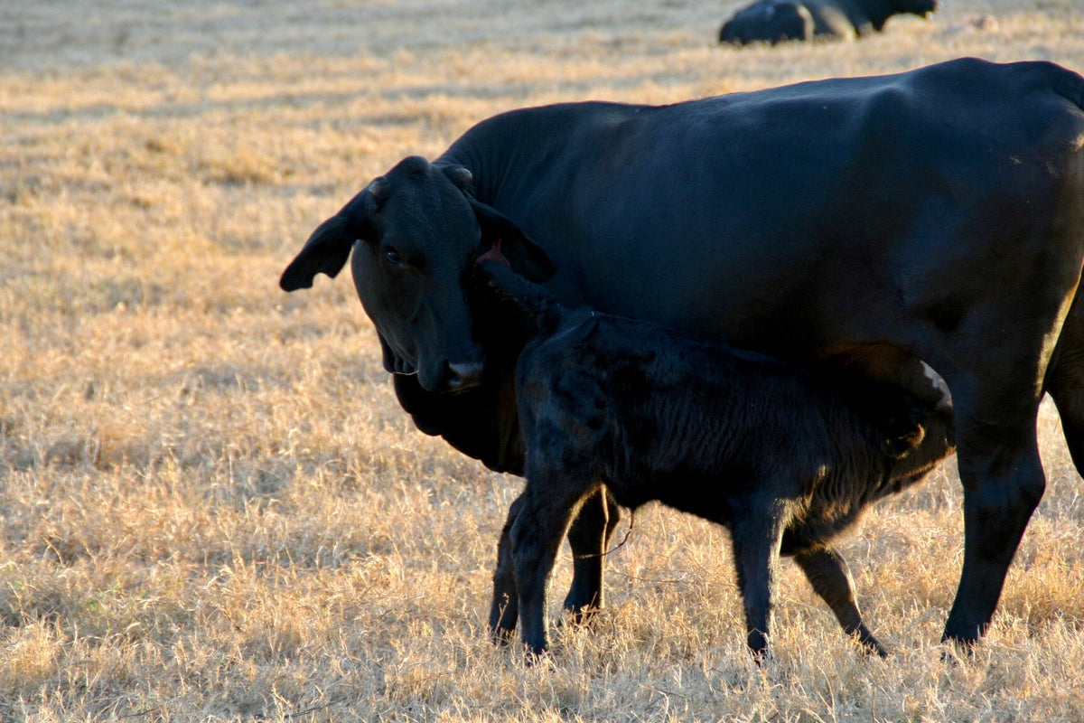 Cow Mating Process Beef Cattle Management: The Breeding Season - Riverbend Cattle ...