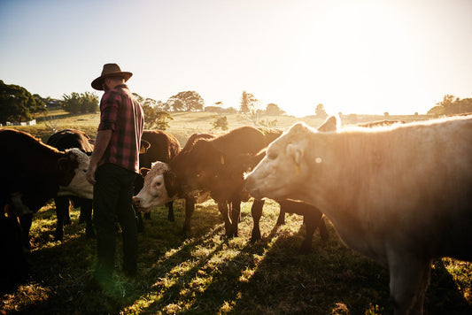 How Ranch Life Shapes Everyday Decisions