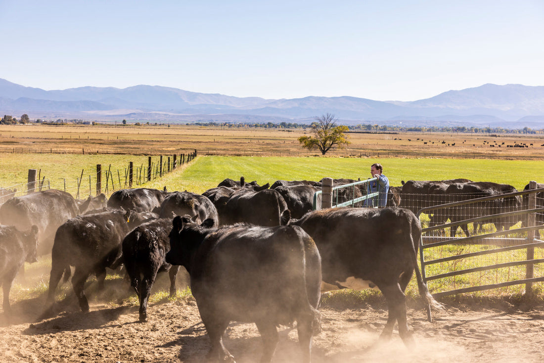 Where to Buy Local Beef in Tampa, Florida