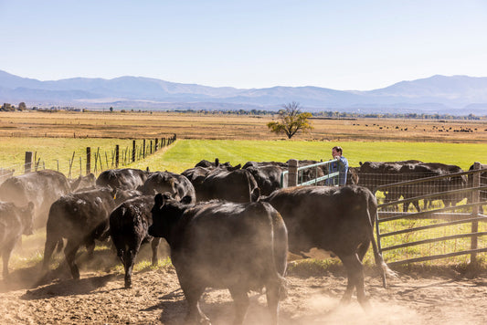 Where to Buy Local Beef in Tampa, Florida