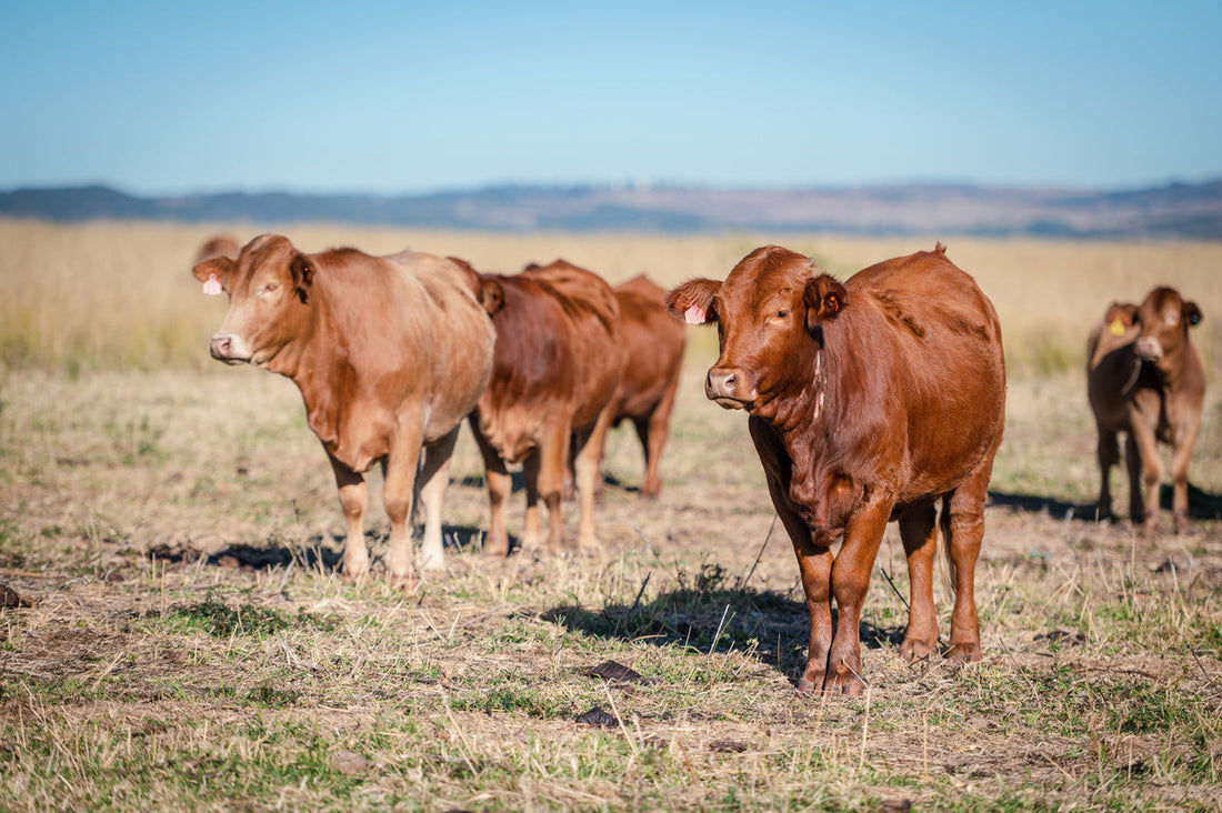 Where to Buy a Quarter Cow Near Orlando, Florida