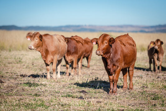 Where to Buy a Quarter Cow Near Orlando, Florida