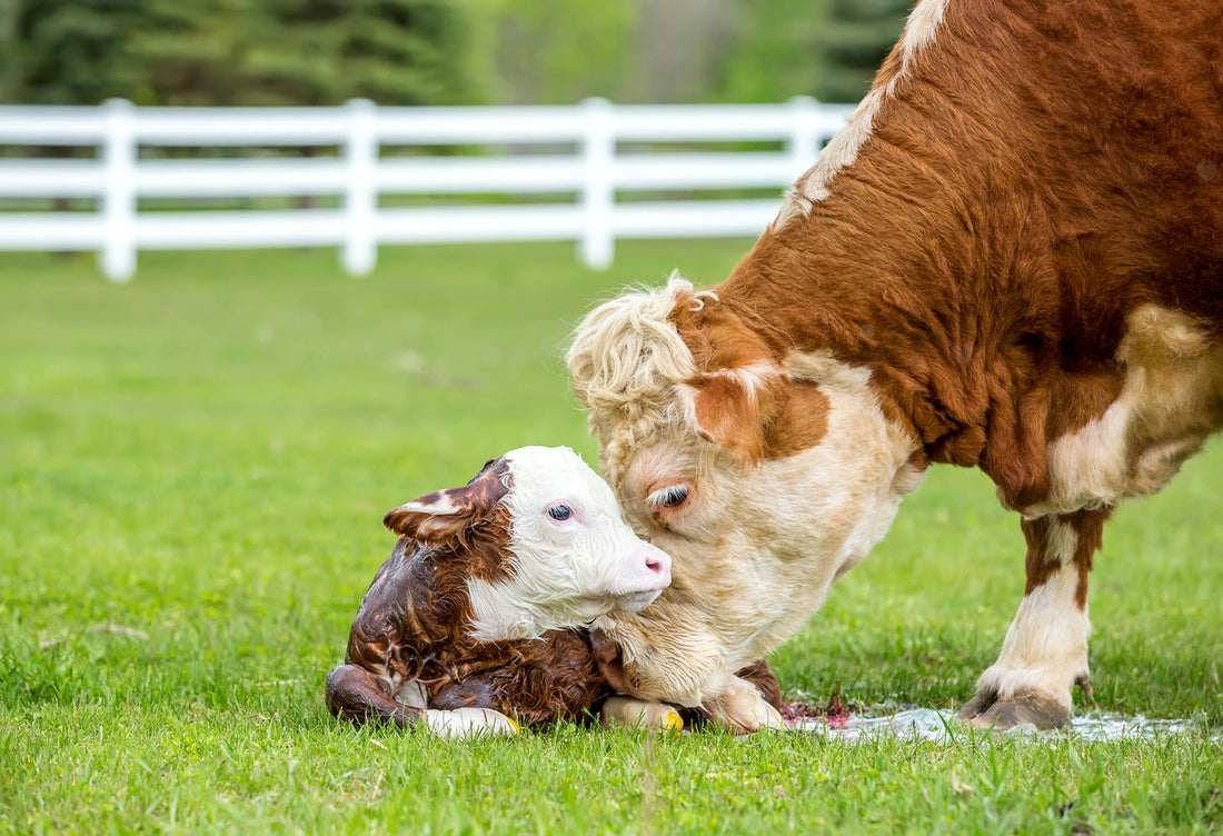 Spring on the Ranch: What Renewal Really Looks Like