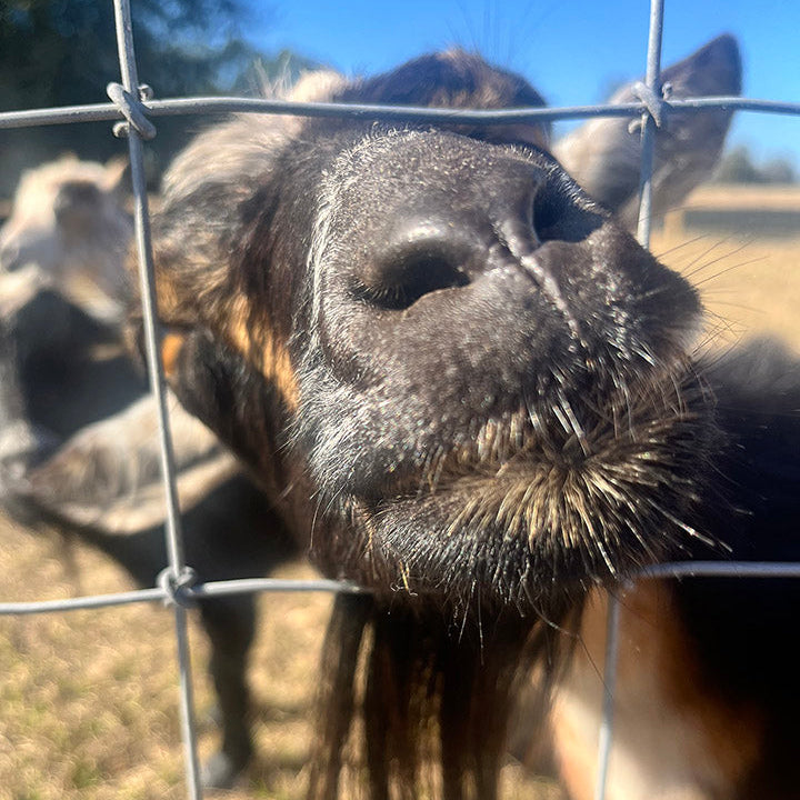 Close-up of a donkey's face through a wire fence with another donkey in the background.