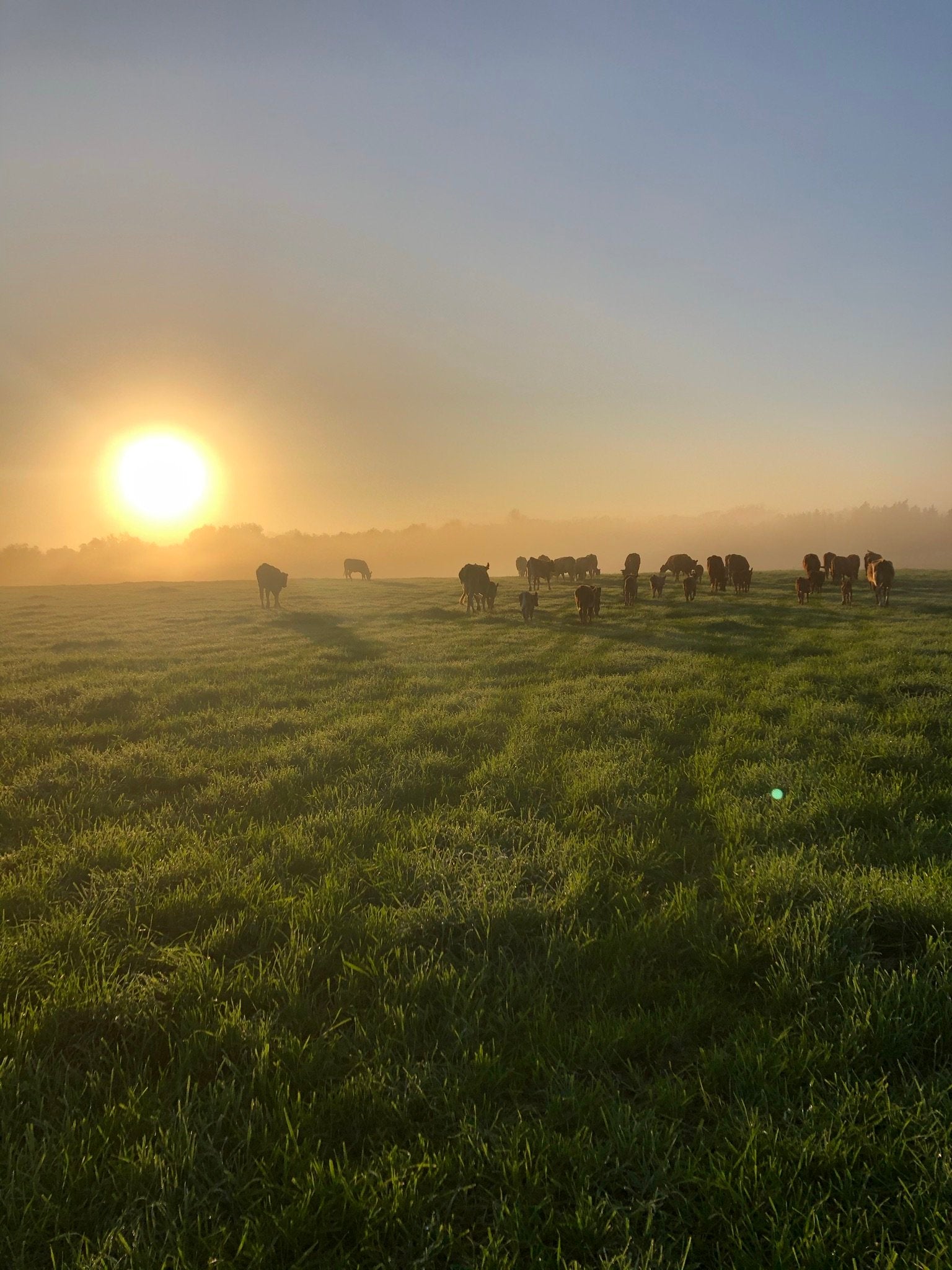 Riverbend Cattle Company