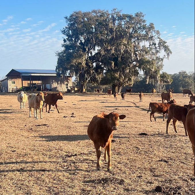 Cattle grazing in an open pasture with the barn and moss-draped oaks behind at Riverbend Cattle Company